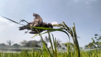 Crash Landing in a Bird Trap by Ade Dani