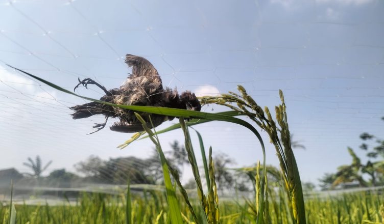 Crash Landing in a Bird Trap by Ade Dani